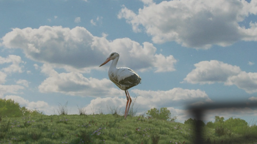 Low Poly Stork / Crane on grass hill preview image